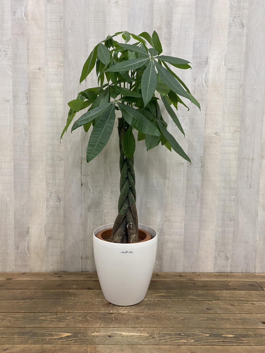 観葉植物 パキラ引き取り限定 大型商品 観葉植物 大型 パキラ 10号鉢バスケット / 胡蝶蘭・フラワーギフト