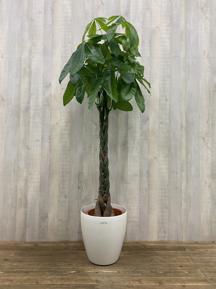 観葉植物 パキラ引き取り限定 大型商品 極太幹・存在感抜群】パキラ 観葉植物／特大サイズ 引き取り限定 極太