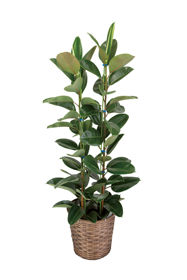 観葉植物の商品一覧 | 法人向けフラワーギフト ハレハナ ONLINE STORE